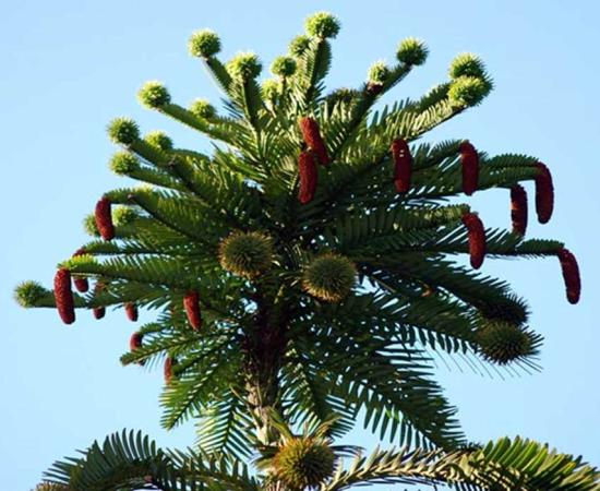 Male and female cones on the Wollemi pine