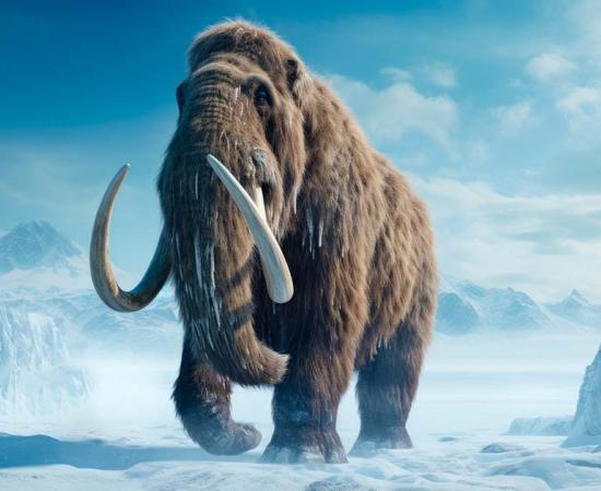 Wooly mammoth. Source: thejokercze / Adobe Stock.