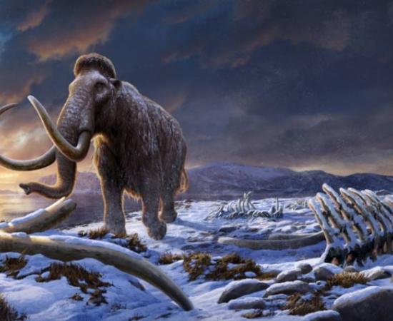 Woolly mammoth scene.	Source: Beth Zaiken/Stockholm University By Nathan Falde
