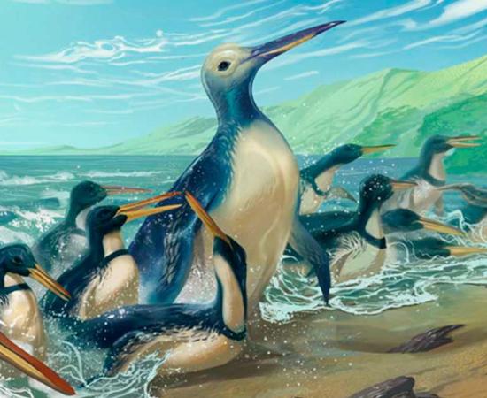 The largest penguin to ever waddle on Earth, Kumimanu fordycei, steps onto a beach surrounded by another newly discovered species, Petradyptes stonehousei, in this life reconstruction. Source: Simone Giovanardi