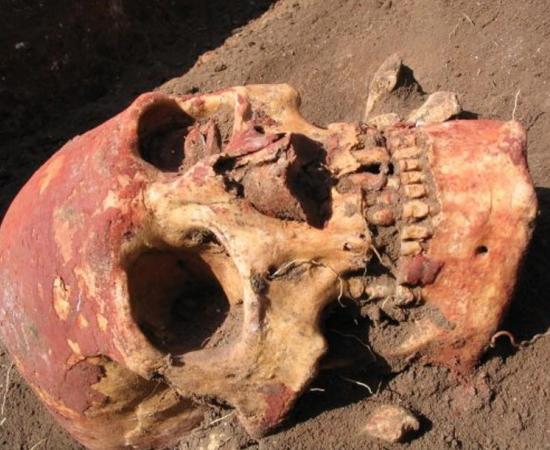 This image shows a Yamnaya skull from the Samara region colored with red ochre.