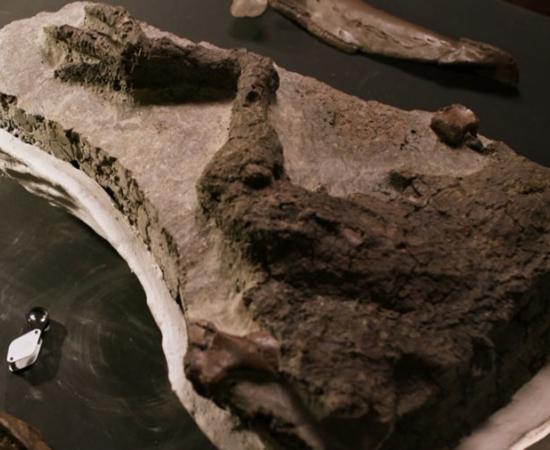 This dinosaur leg from 66 million years ago was cleanly severed from the dinosaur’s body by the Yucatan asteroid impact event. Nothing like this has ever been found before!		Source: (Video screenshot / BBC)