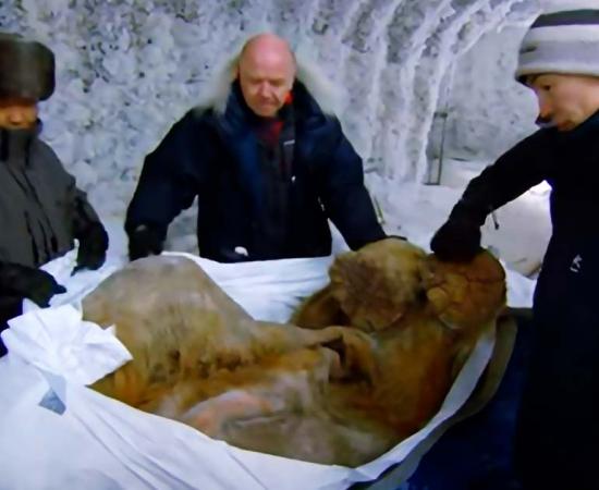 Preserved hairy mammoth. Source: YouTube Screenshot / BBC.