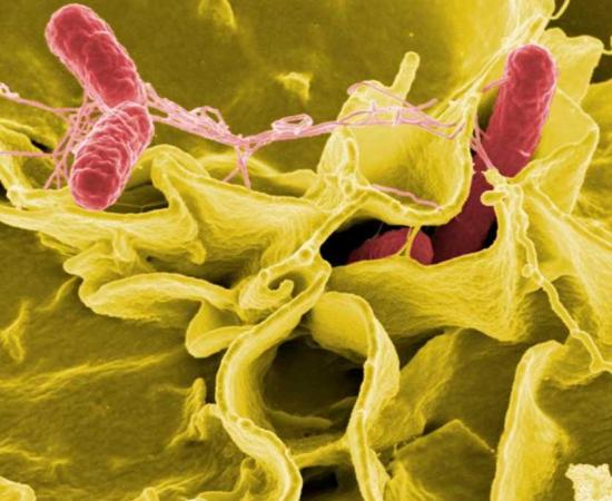 Salmonella bacteria, a common cause of foodborne disease, invade an immune cell.