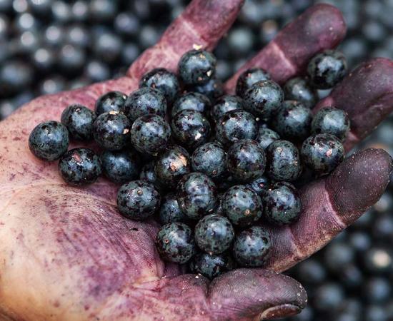 Acai berries staining a hand. Source: Imago Photo / Adobe Stock
