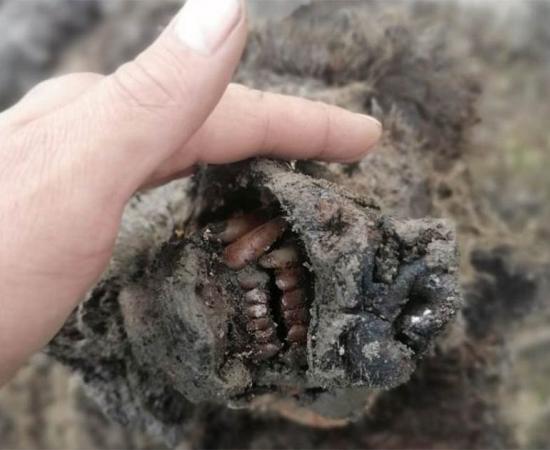 The perfectly preserved snout of the adult Ice Age bear recently found in Russia.        Source: North-Eastern Federal University in Yakutsk (NEFU)
