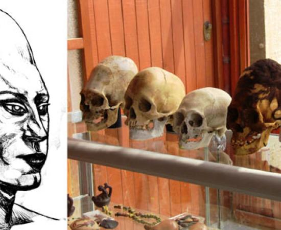 Selection of Paracas Elongated Skulls
