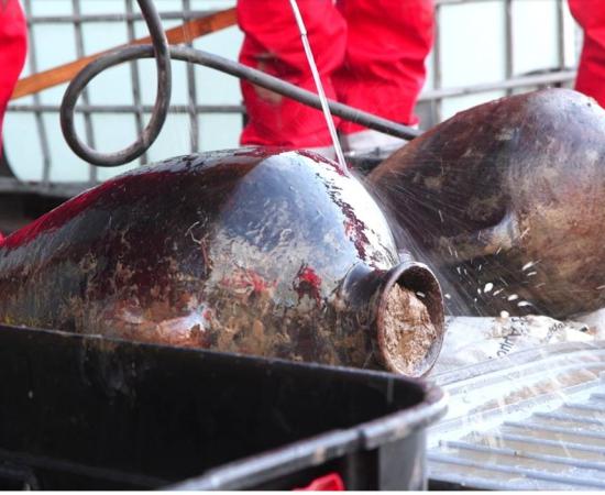 Two of the many amphorae recovered from the 3,300-year-old wreck, the earliest discovered ship.