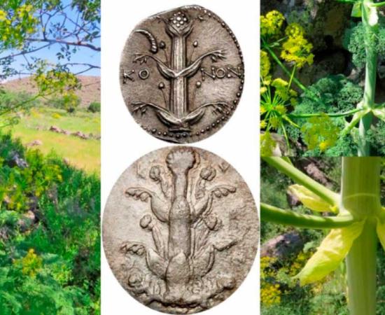 Comparison of Ferula drudeana plants with representations of silphion. Source: CC BY 4.0