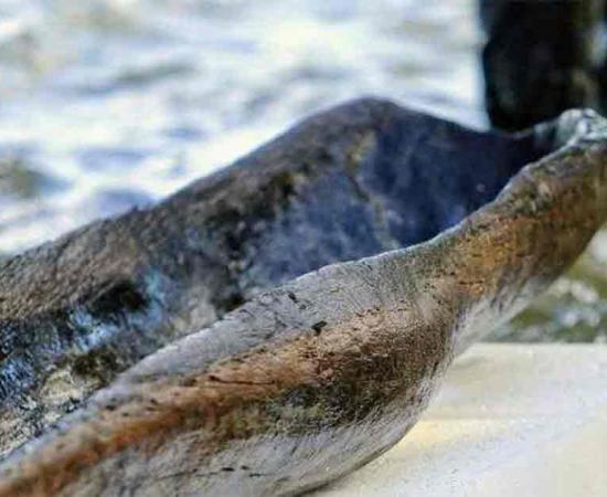 A 4,500-year-old dugout canoe found in Lake Mendota.	Source: Wisconsin Historical Society