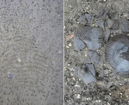 The 5,500-year-old fingerprint (left) and the funnel beaker (right)