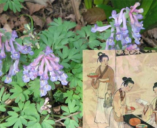 Ancient Chinese Herbal Remedy