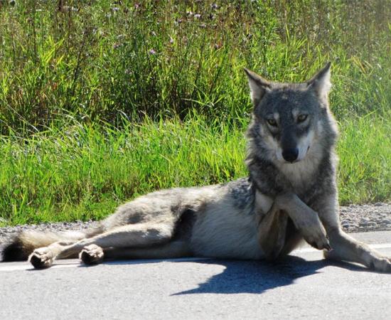 The ancient domesticated dog of Europe was born from an early female gray wolf. At first look, she appears to be a beautiful dog on the road, note the lifted paw!              Source: Seney Natural History Association / CC BY-SA 2.0