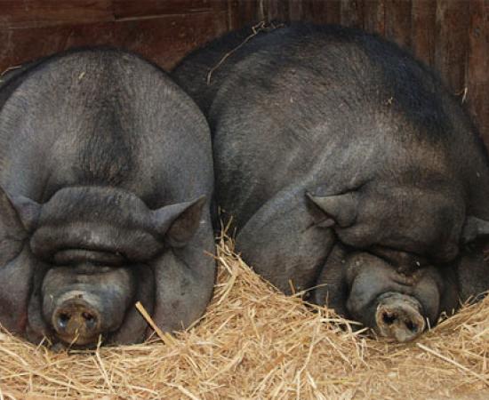 stone age domesticated pigs