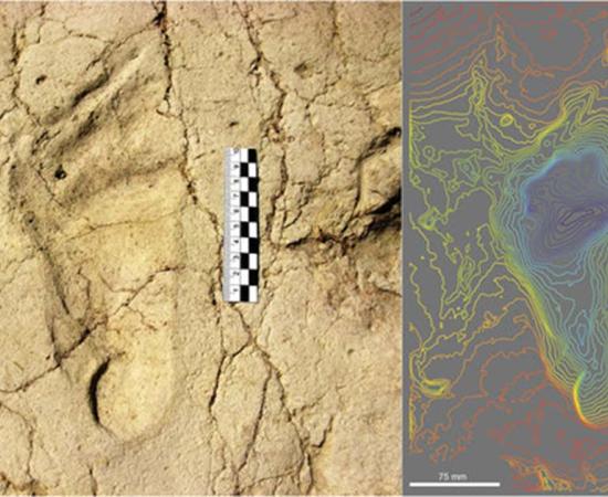 View and colour rendered model of the hominin track P-01, belonging to the left foot of an adult