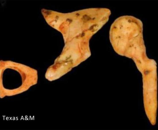 Ancient Fossil - Human Origins