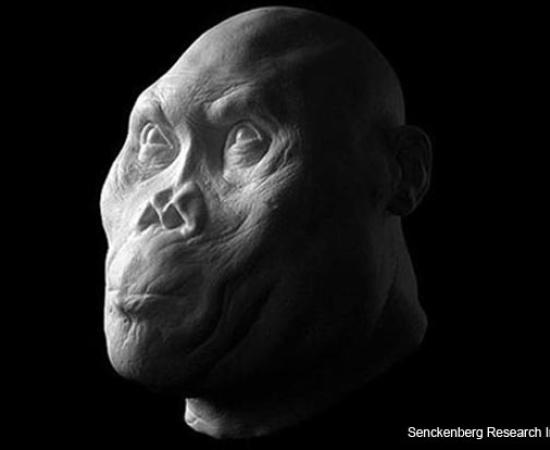 Ancient Hominids Face Reconstruction