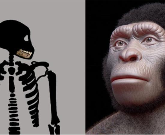 Homo naledi juvenile skeleton (Bolter et al. 2020) and reconstruction of a Homo naledi adult. (Cicero Moraes (Arc-Team) et al/CC BY 4.0)