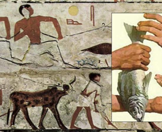 Fast Money: The Egyptian Economy, Monetary System, and Horrendous Taxes