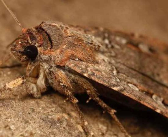 Researchers in Australia have discovered ancient moth remains in an eastern Victoria cave, shedding light on a traditional food that was prepared 2,000 years ago.