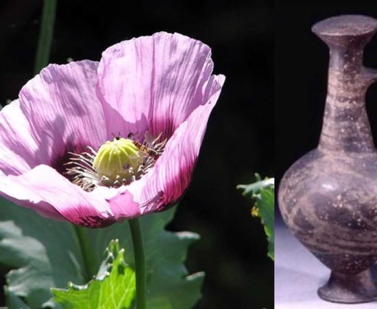Left, opiate poppy and right Vessel in which traces of opiate have been found. 