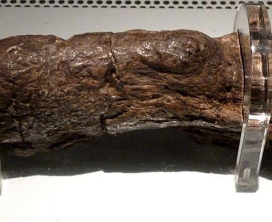 Scientists are using AI to distinguish between ancient poo left by prehistoric humans and dogs. Source: Wallpaper Flare