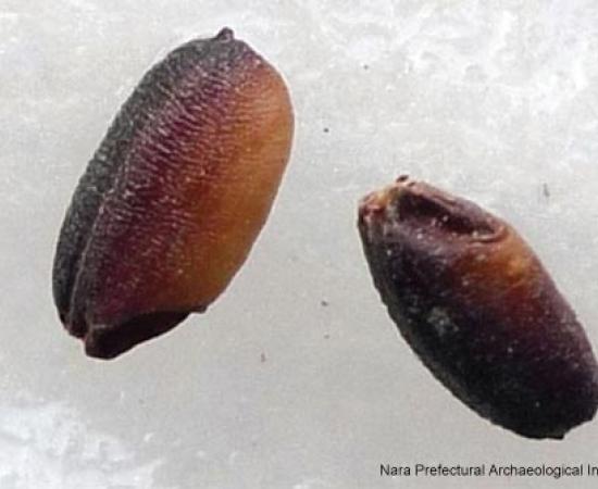 2500 years old rice - Japan