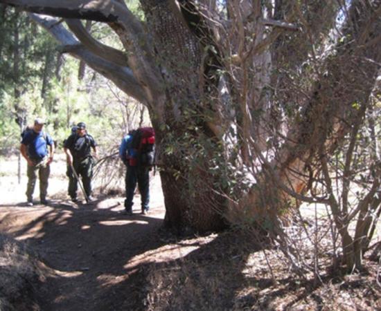 The US Forest Service fighting to save the ancient tree. Source: US Forest Service Tonto National Forest / Facebook.