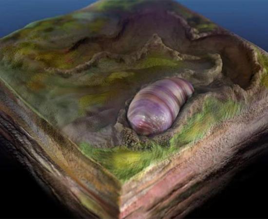 An artist's rendering of the ancient wormlike creature called Ikaria wariootia. Source: Sohail Wasif/UCR