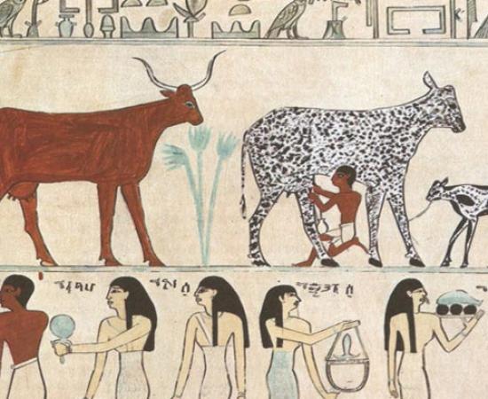 Ancient drawing with Cows and Milk