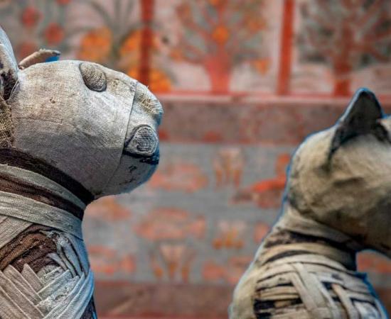 Egyptian mummified cat. Source: Andrea Izzotti / Adobe Stock