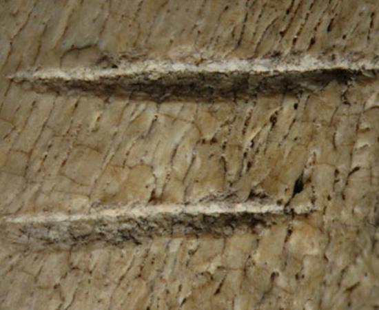 Researchers said in 2010 these animal bones, found in sediment dated about 3.4 million years ago, had been deliberately cut, apparently by a creatures of a pre-human hominin species, Australopithecus. 