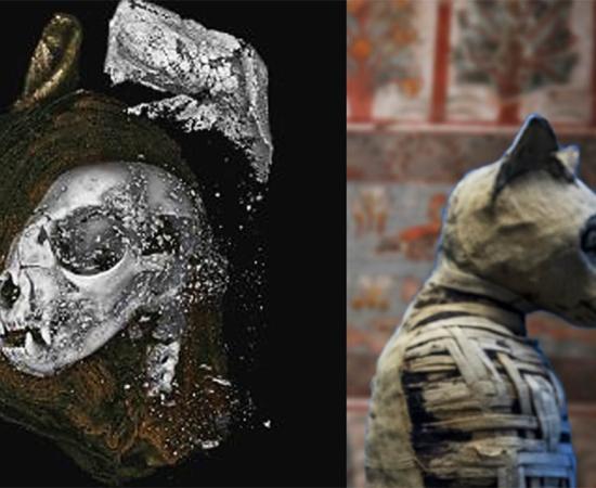 One of the ancient Egyptian animal mummies (Andrea Izzotti /Adobe Stock) scanned in the study was a cat. (Nature)