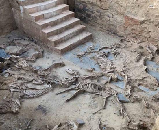 Evidence of animal sacrifice, many of them horses, at the courtyard of the Casas del Turuñuelo site in Spain. Source: Construyendo Tarteso / CC-BY 4.0