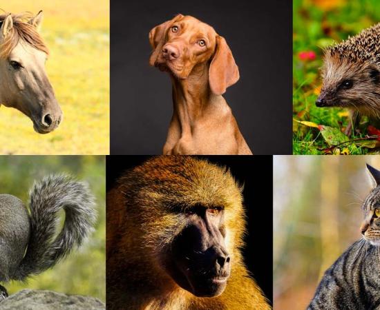 Some of the animal species that held a special place in ancient folklore: Horse (Pixabay License), dog (Pixabay License), hedgehog (Pixabay License), squirrel (Pixabay License), baboon (Pixabay License), cat (Pixabay License).