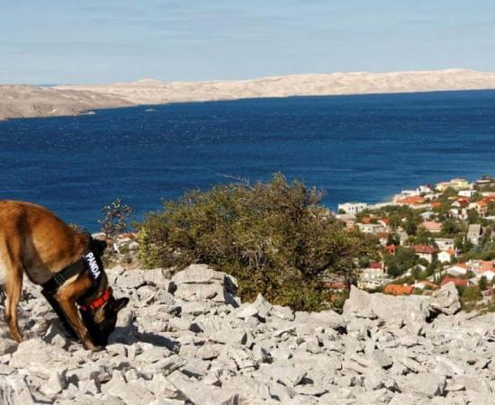 The archaeology dogs proved extremely accurate in pinpointing the tombs. Source: Zlatko Bala/Department of Archaeology/University of Zadar.