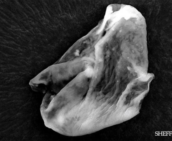 Extraterrestrial Life Found in Earth’s Atmosphere