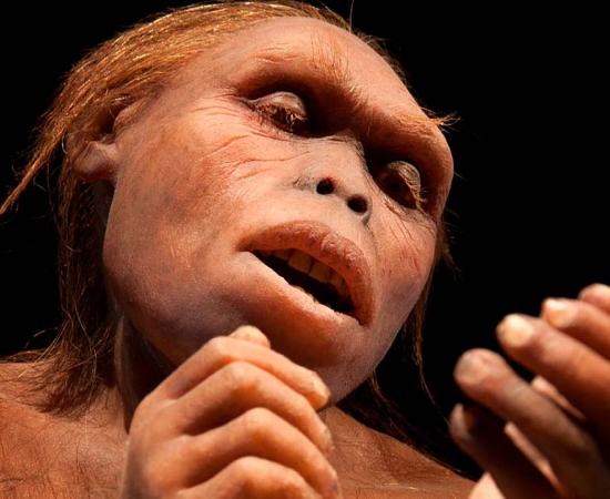 A reconstruction of Lucy, an Australopithecus afarensis. Source: procy_ab / Adobe Stock.
