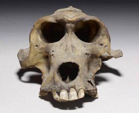 Baboon Skull Could Lead to the Long Lost Land of Punt