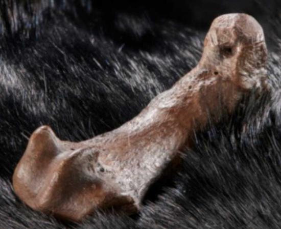 Metatarsal bones of a cave bear discovered to bear cut marks. Source: ©Volker Minkus/ University of Tübingen