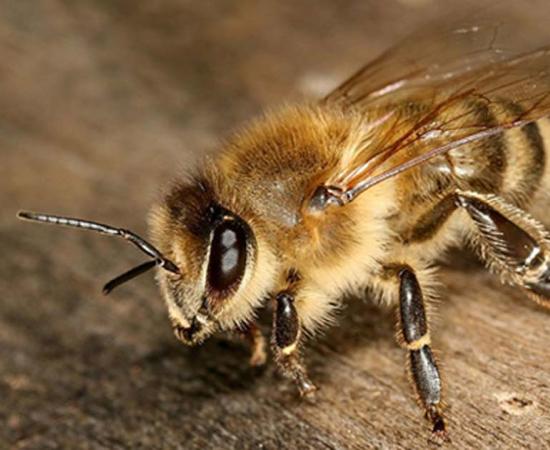 The Carniolan honey bee (Apis mellifera carnica) is a subspecies of Western honey bee.