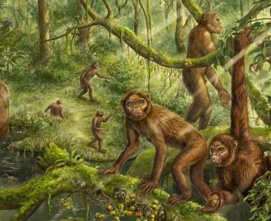 Reconstruction of the locomotor behavior and paleoenvironment of Lufengpithecus.	Source: Illustration by Xiaocong Guo; image courtesy of Xijun Ni, Institute of Vertebrate Paleontology and Paleoanthropology, Chinese Academy of Sciences.