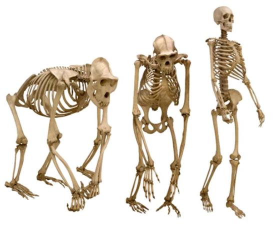 A comparison of great ape and human skeletons in genetic move to bipedalism. Source: Alexander Potapov/ Adobe Stock