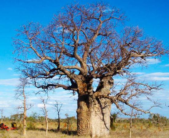 Large boab tree with coiled snake carving, northern Tanami Desert. Source: Darrell Lewis / Antiquity Publications Ltd
