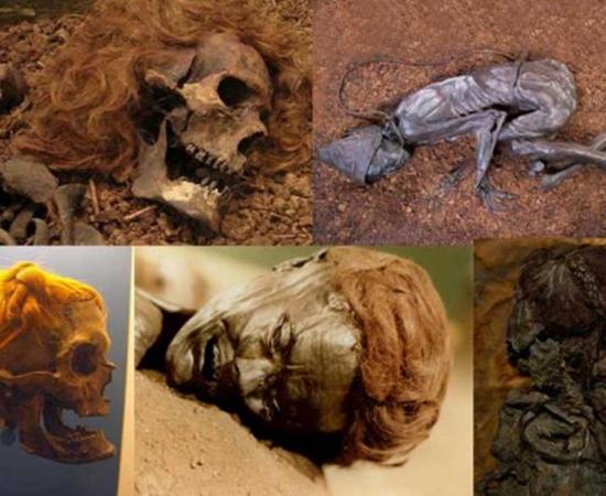 Bocksten Man. Photo source: (CC BY 2.0 ) The Tollund Man as he appears today. (Tollundman.dk) Osterby Man with hair tied in a Suebian Knot. At Archäologisches Landesmuseum. (CC BY 3.0) The face of the bog body known as Grauballe man. (Public Domain) The Upper body of the Elling Woman. (CC BY SA 3.0)