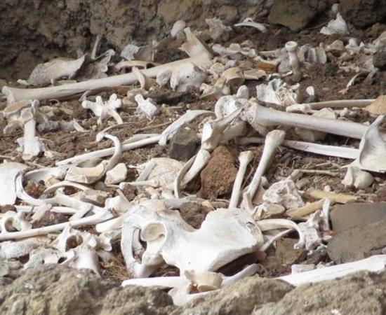 The bones of 72 Guanche people were found in a hard to reach cave-tomb in the Canary Islands