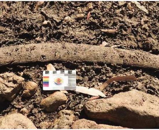 A boomerang that was discovered in a dry section of the Cooper Creek bed in Australia. Source: Yandruwandha Yawarrawarrka Traditional Land Owners Aboriginal Corporation