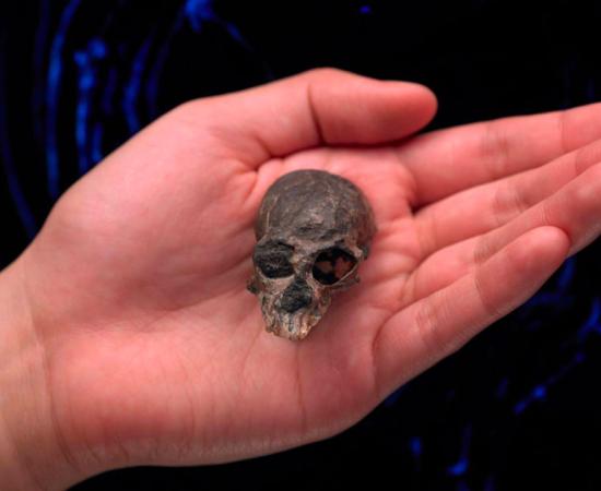 20-million-year-old skull discovered in the Andes Mountains of Chile. Source: AMNH / Facebook .