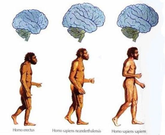 Shrinking Brain in Humans