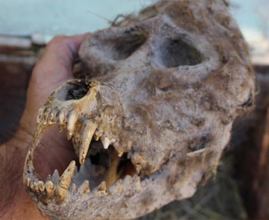 Bulgarian farmer discovers skull resembling werewolf
